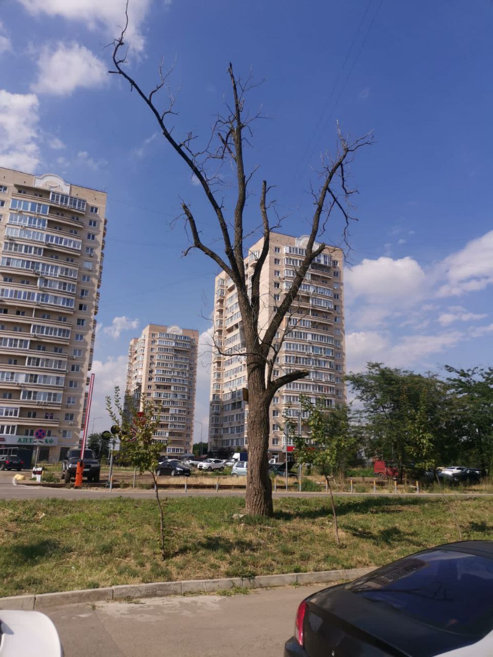 Аварийное дерево на Симиренко